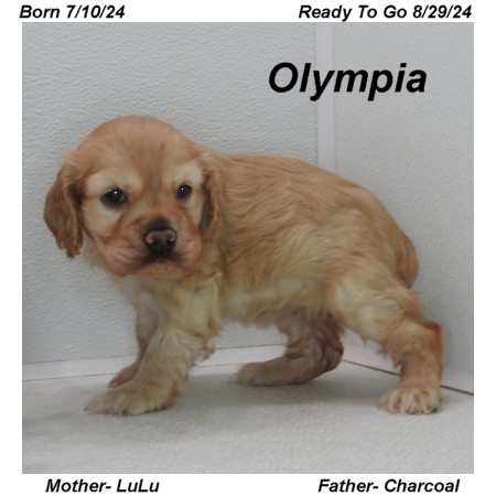 puppy, for, sale, Cocker Spaniel, Joe & Cherri  Overlease, dog, breeder, Miller, MO, dog-breeder, puppy-for-sale, forsale, nearby, find, puppyfind, locator, puppylocator, aca